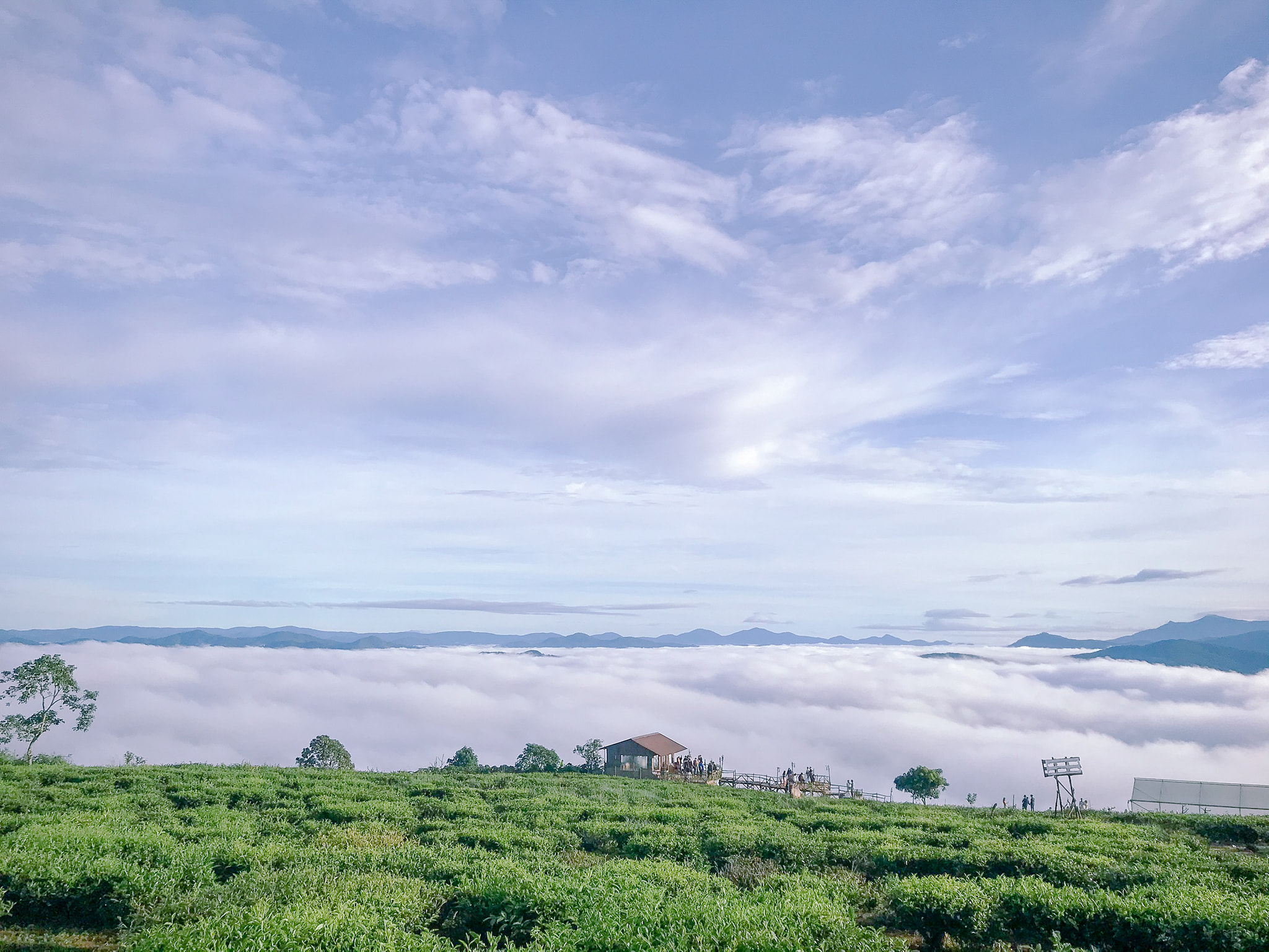 săn mây tại đồi chè cầu đất đà lạt